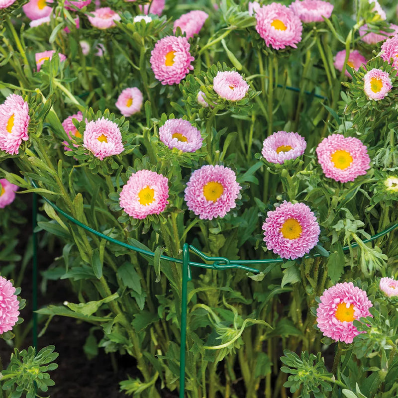 Grow It Double Plant Suppport Ring 91x40cm