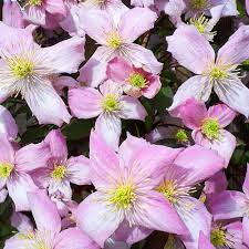 Clematis Montana 'Fragrant Spring'