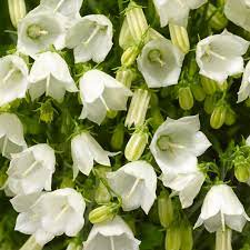 Campanula Swinging Bells White (9cm)