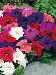 Petunia Mixed 6 Pack
