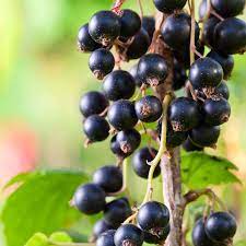 Blackcurrant Ben Nevis | Ribes nigrum 'Ben Nevis'