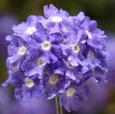 Verbena SkyBlue 10cm