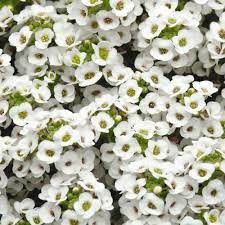Alyssum White 10cm
