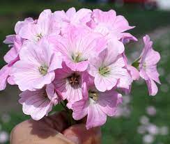 Geranium  'Dreamland' - cranesbill 2 Litre