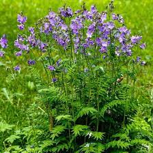 Polemonium caeruleum 'Bambino Blue'