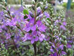 Hebe 'Garden Beauty Purple' 2 Litre