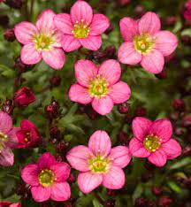 Saxifraga Touran Pink