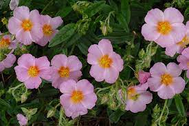 Helianthemum Lawrenson's Pink Alpine in a Pot (9cm)