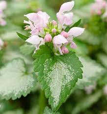 Lamium 'Pink Chablis'