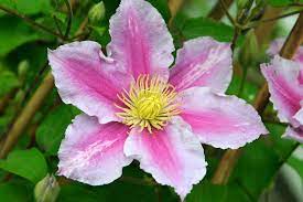 Clematis 'Piilu' 2L 4 Cane