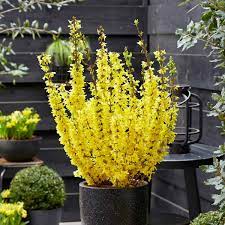 Forsythia int. 'Mikador'  3 Ltr pot