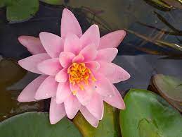 Nymphaea Fabiola Water Lily