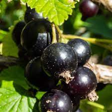 Blackcurrant Ben Nevis | Ribes nigrum 'Ben Nevis'