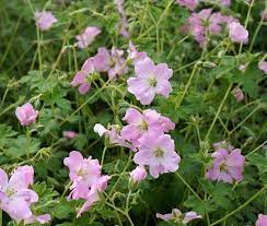 Geranium  'Dreamland' - cranesbill 2 Litre