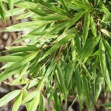 Fargesia rufa | Fountain Bamboo 100-125cm Tall