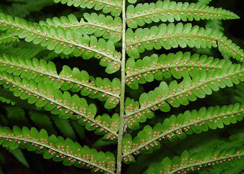 Dryopteris filix-mas - Male Fern