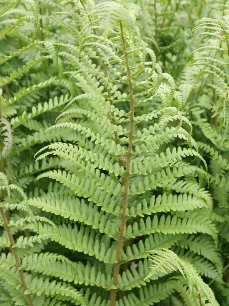 Dryopteris filix-mas - Male Fern