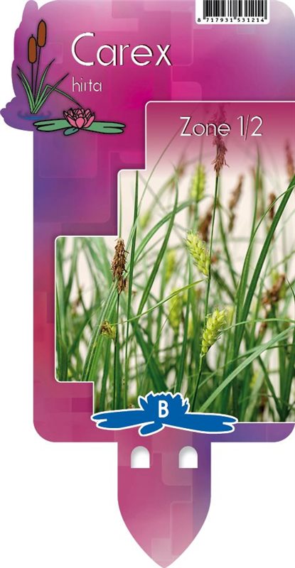 Carex hirta | Hairy Wood Sedge P9
