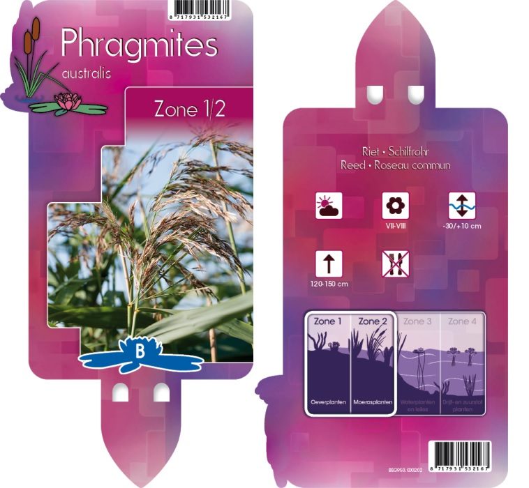 Phragmites australis | Common Reed P9