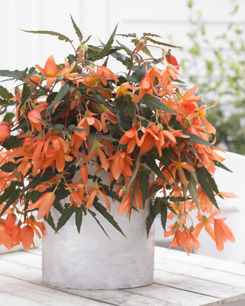 Begonia Waterfall Beauvilia Salmon
