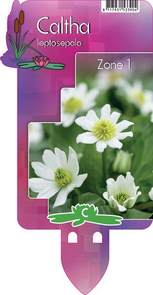 Caltha leptosepala | Giant Marsh Marigold P9