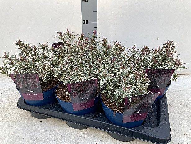 Hebe 'Sweet Dreams' 2 Litre