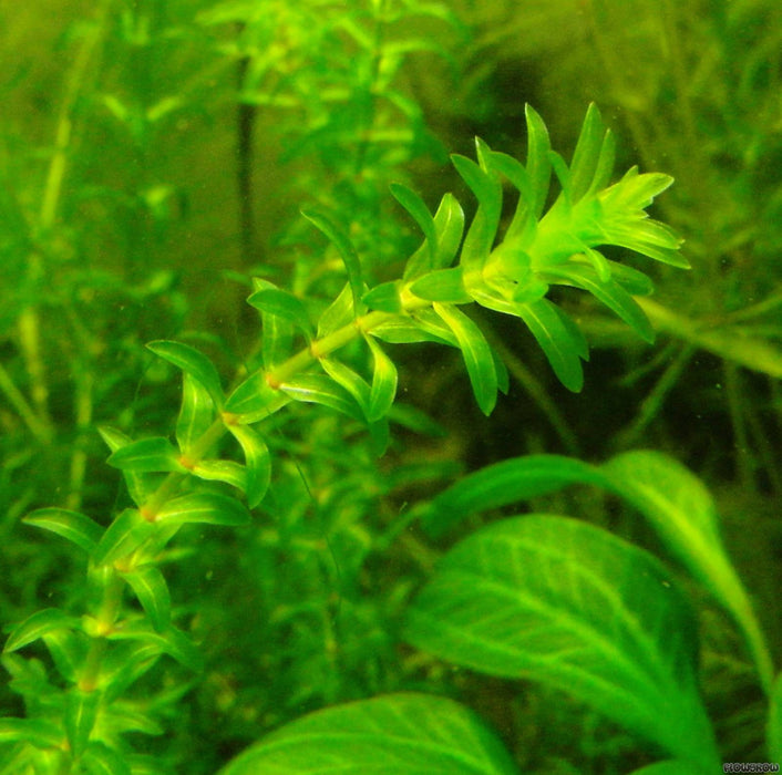 Elodea Canadensis - Oxygenating Aquatic Plant