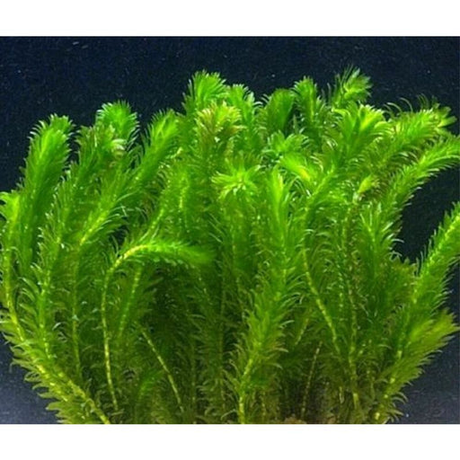 Elodea Densa - Oxygenating Aquatic Plant