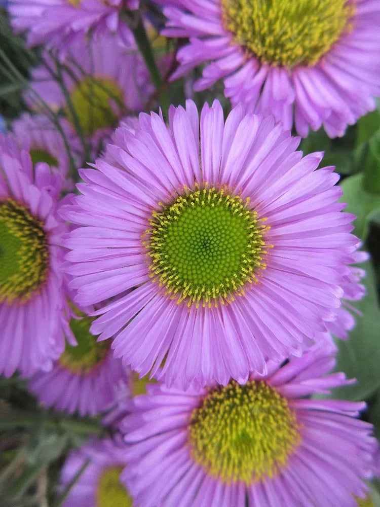Erigeron Glaucus Sea Breeze (2Litre)