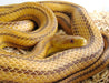 Everglades Rat Snake Pair Het Scaleless