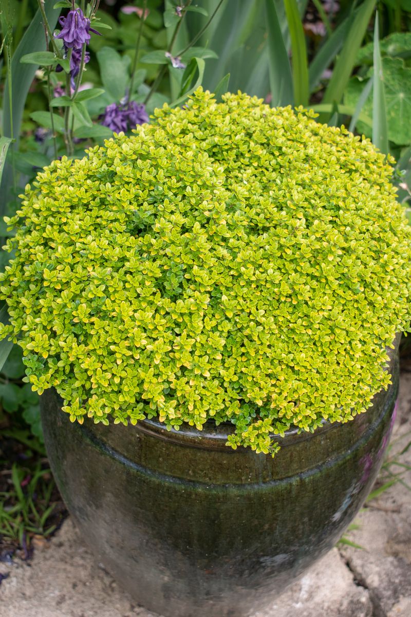 Thymus 'Archer's Gold'