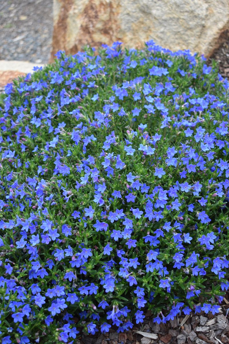 Lithodora 'Grace Ward' 9cm