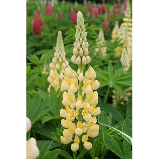Lupin Gallery Yellow 2L