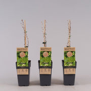 Gooseberry | Ribes 'Hinnonmaki Green'