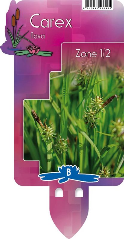 Carex flava | Yellow Sedge P9