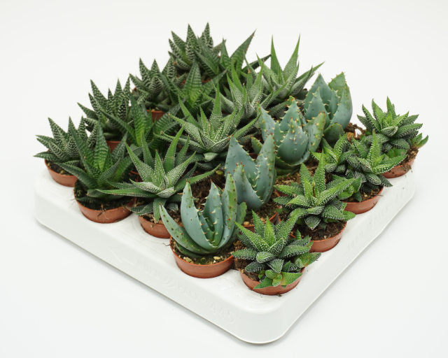 Aloe - Haworthia mix / P 5,5