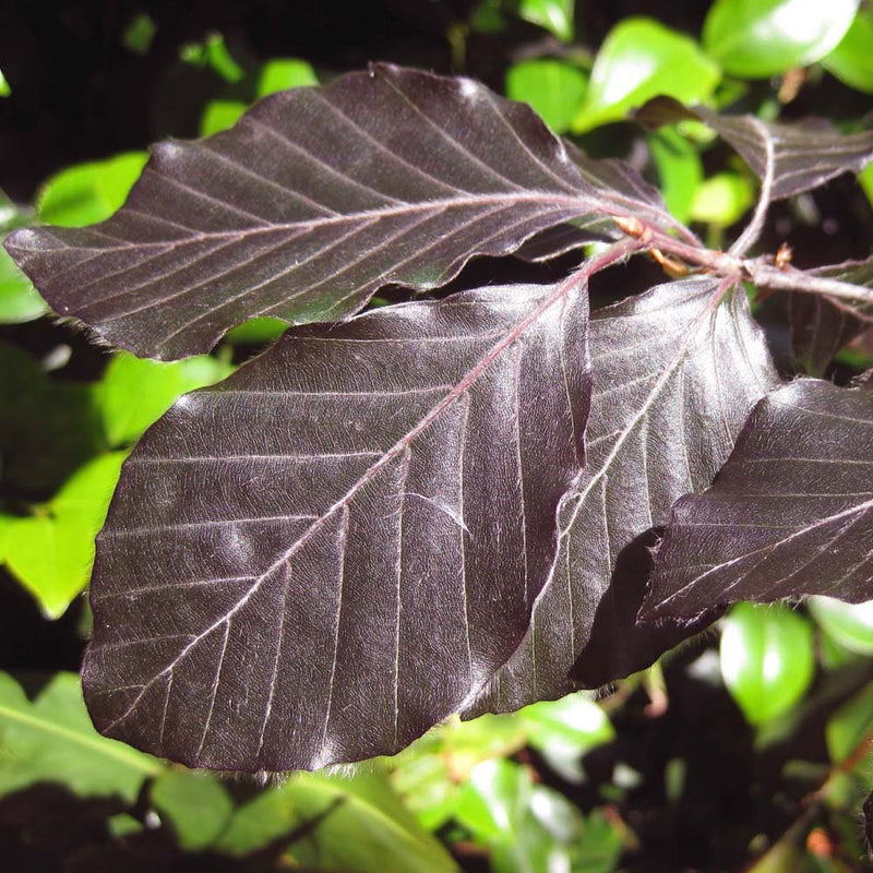 Fagus sylvatica Purple 15L