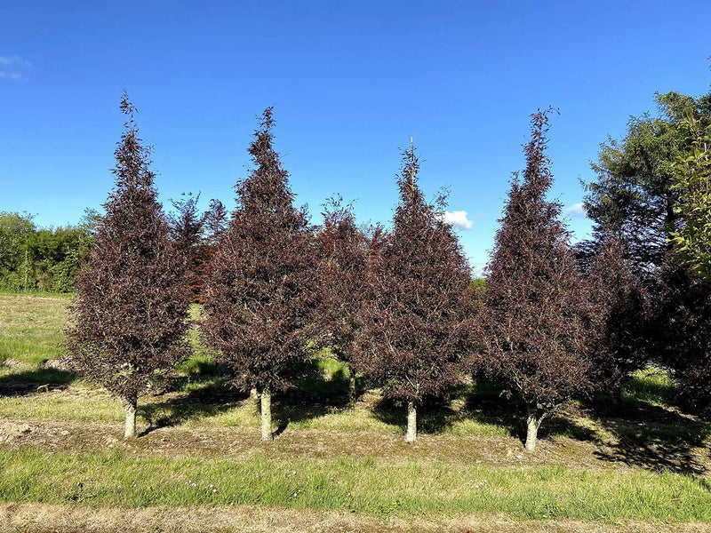 Fagus sylvatica Purple 15L