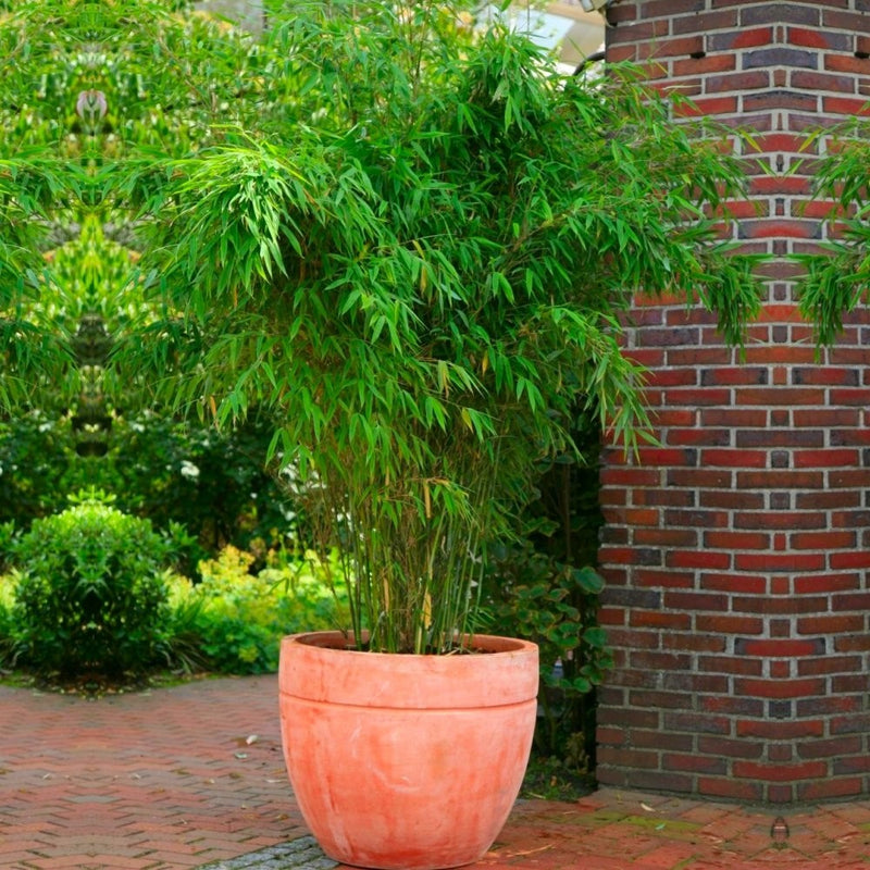Fargesia rufa | Fountain Bamboo 100-125cm Tall