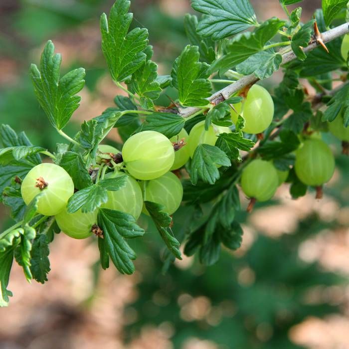 Gooseberry | Ribes 'Hinnonmaki Green'