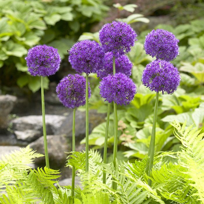 Allium 'Purple Sensation'  3ltr