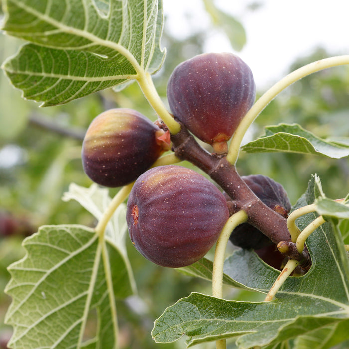 Ficus carica 'Rouge de Bordeaux' | Fig Tree 'Rouge de Bordeaux'