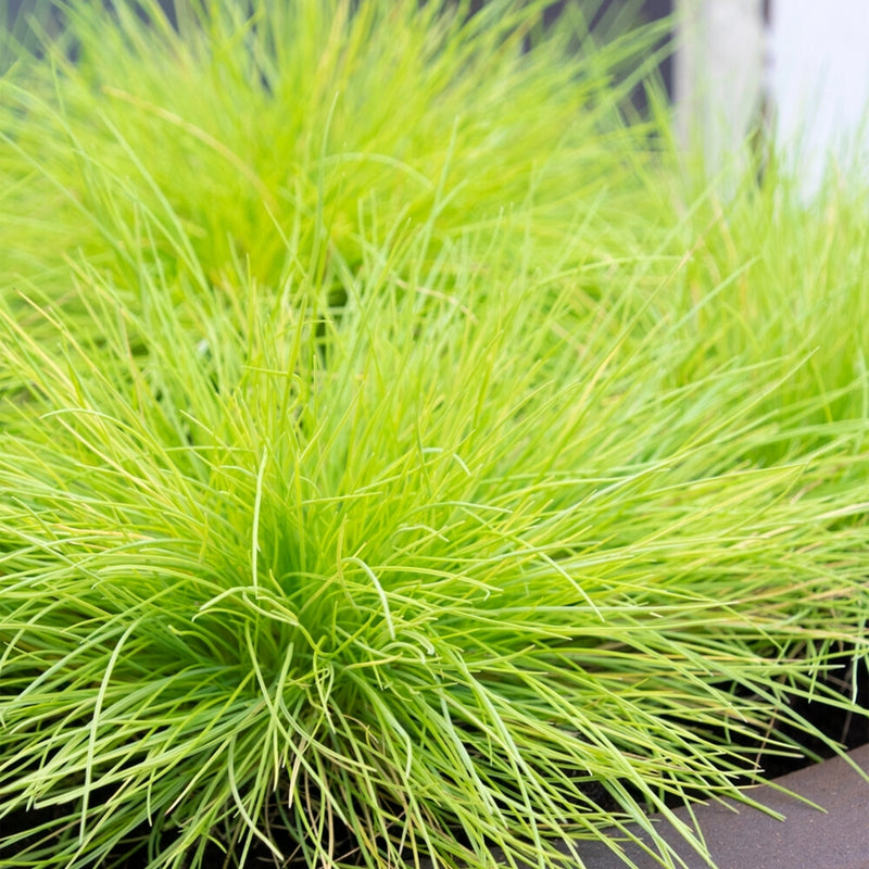 Festuca glauca 'AmiGold'
