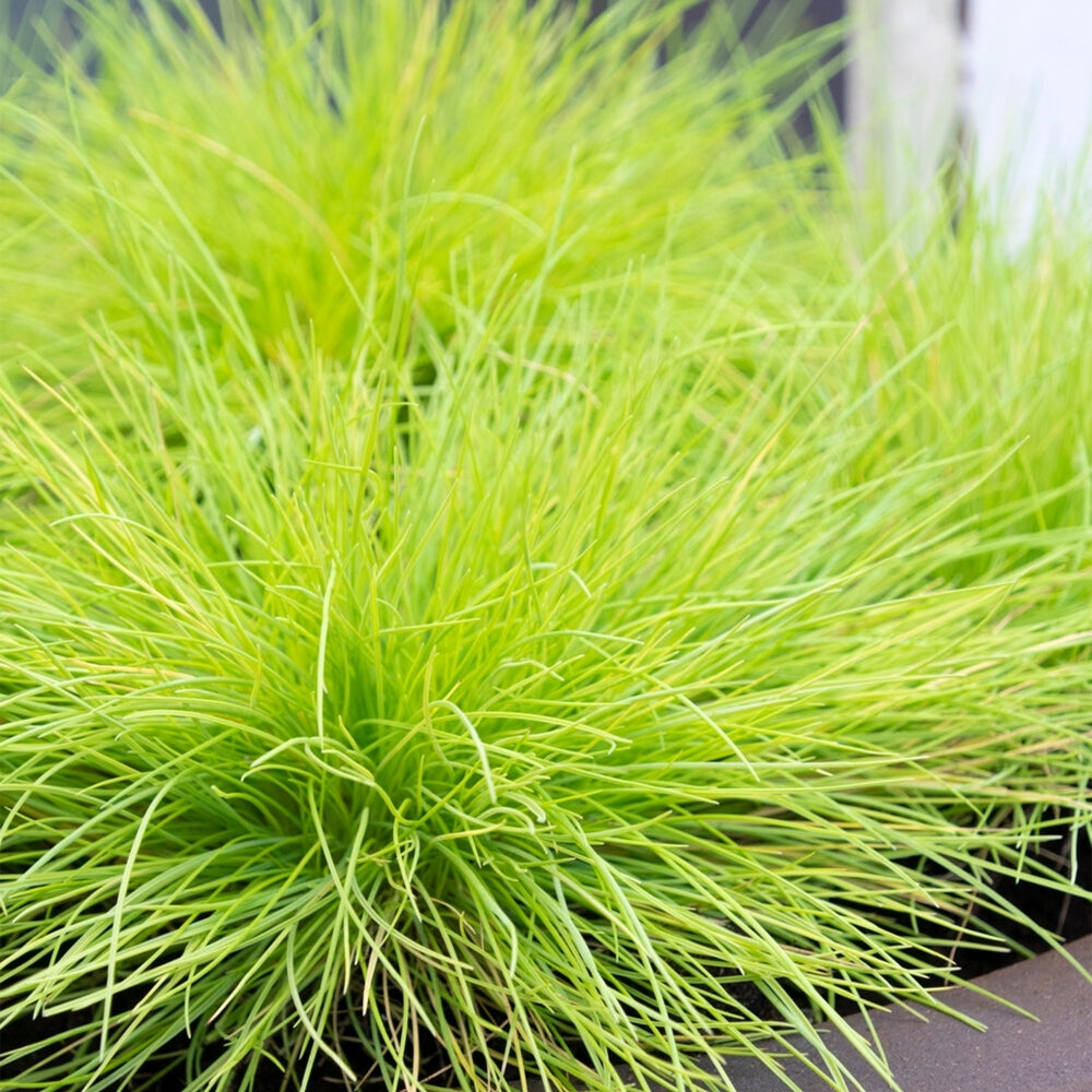 Newlands garden centre christmas shop