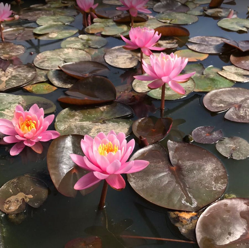 Nymphaea Firecrest Water Lily P11