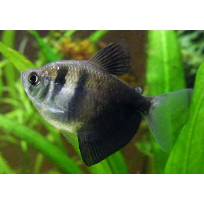 Black Widow Tetra