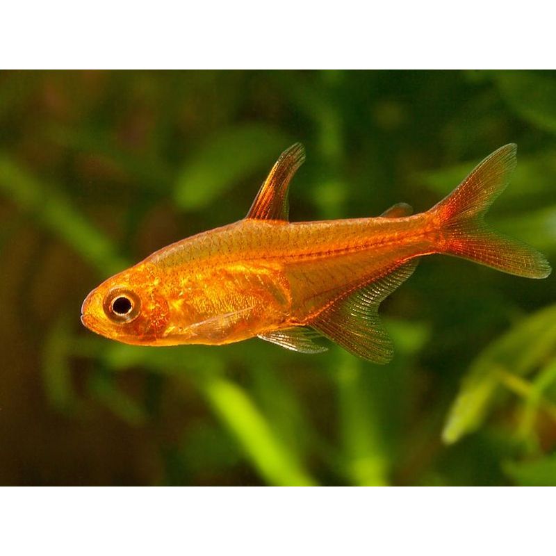 Ember Tetra
