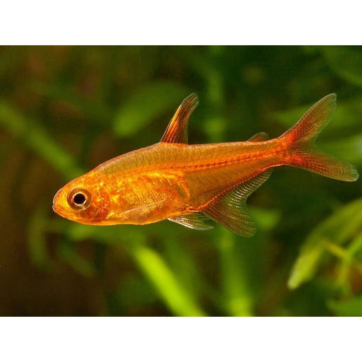 Ember Tetra