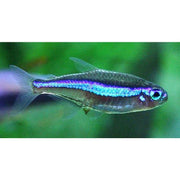Neon Green Tetra Wild