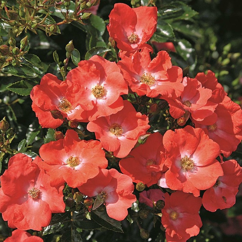 Flower Carpet Rose Sunset - Repeat Flowering 3.5 Litre